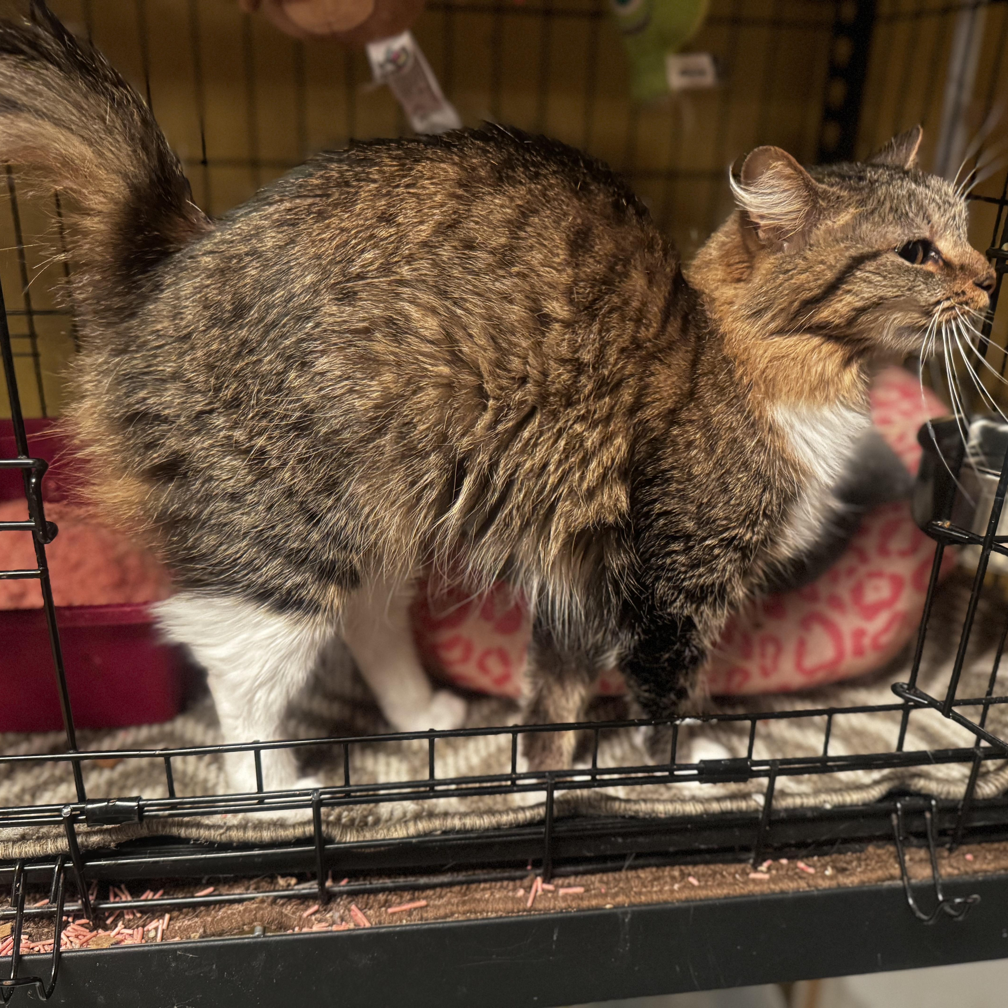 Cinnamon thumbnail 4