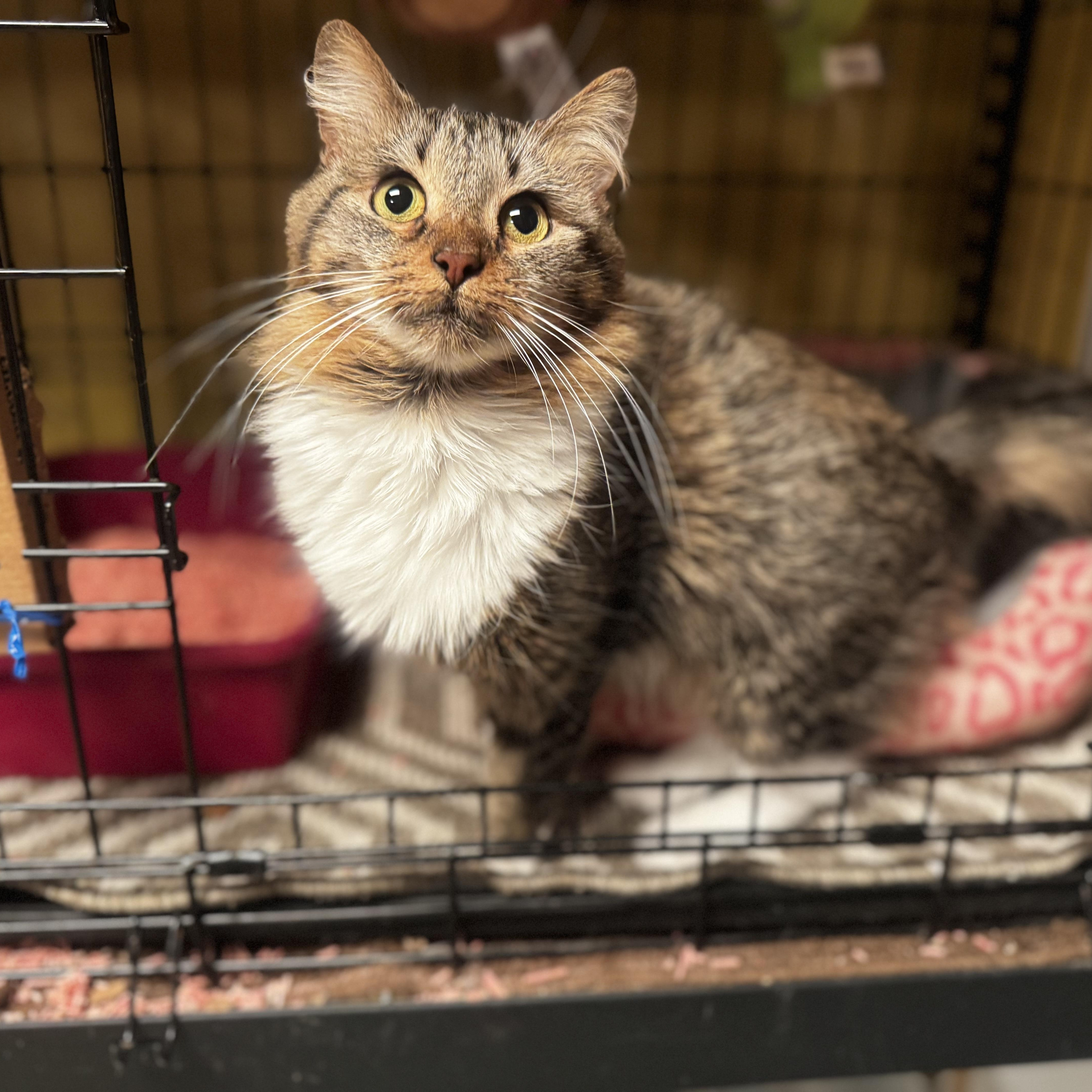 Cinnamon thumbnail 5