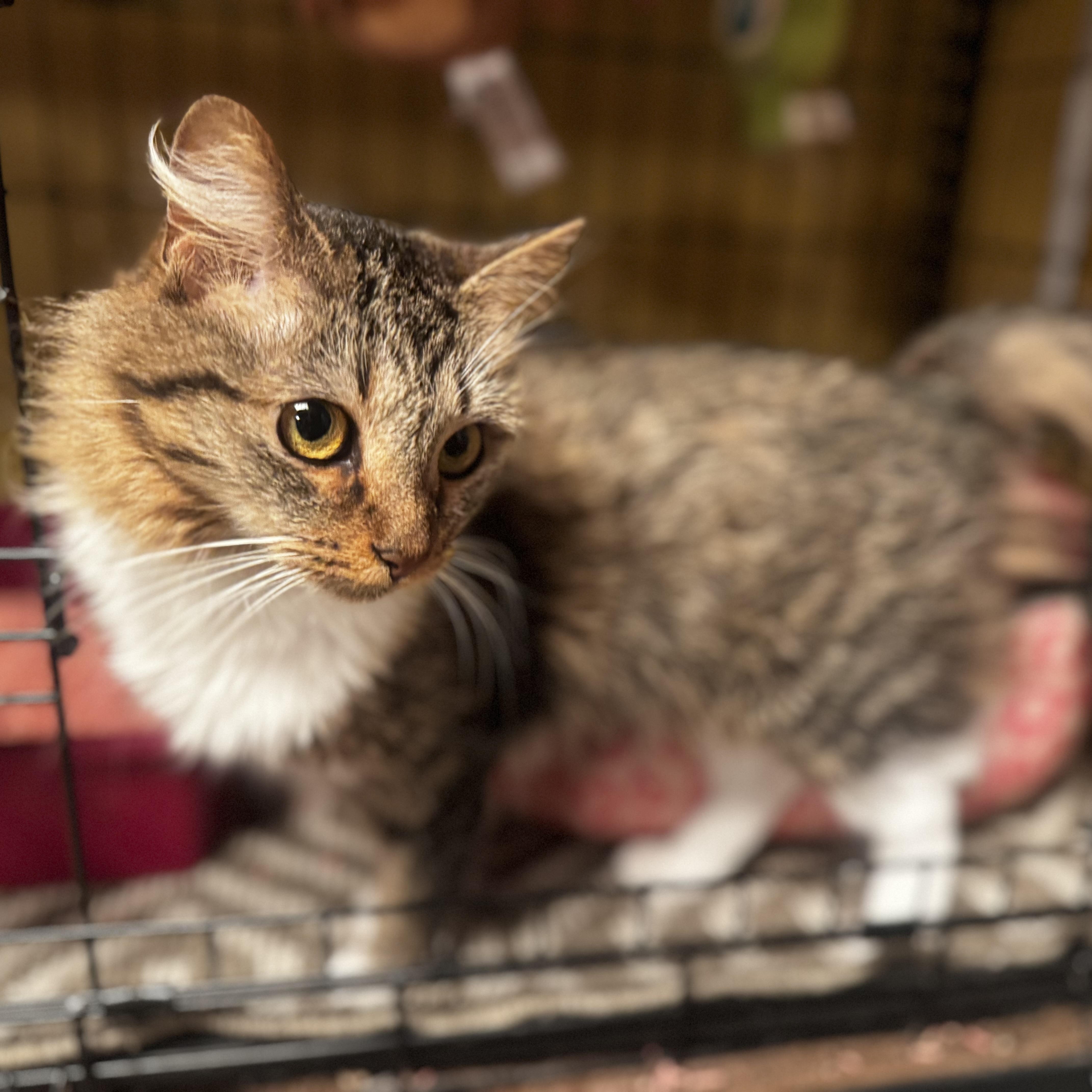 Cinnamon thumbnail 6