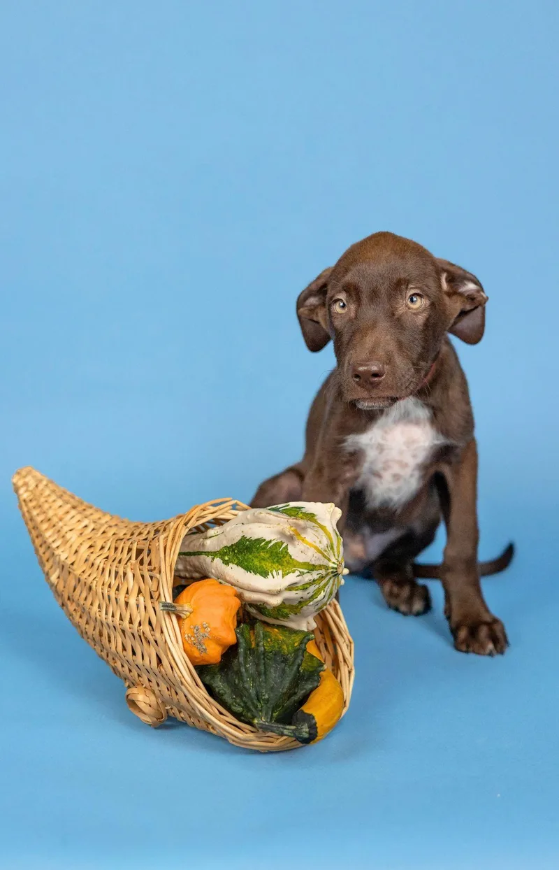 A baby medium-sized male Labrador Retriever dog named 824-26 for adoption in Brighton, CO