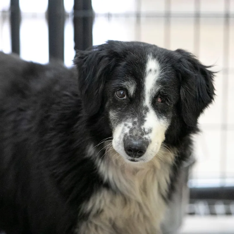 A senior medium-sized female Black Australian Shepherd dog named Skittles for adoption in Peyton, CO