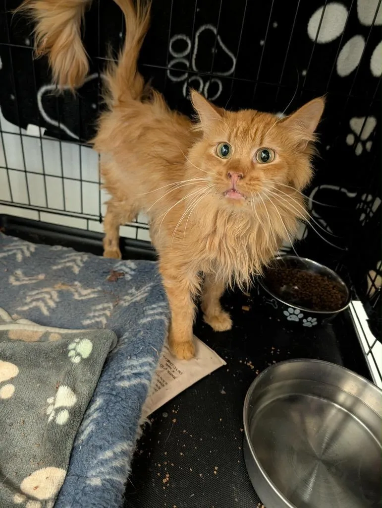 A senior medium-sized male Tabby cat named Garfield for adoption in Grand Junction, CO