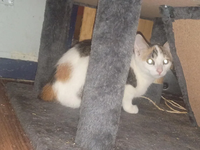 A young medium-sized female Manx cat named Rabbit for adoption in Niles, MI