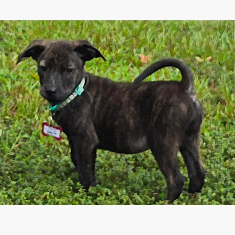A baby small-sized female Terrier dog named Salty for adoption in Wake Forest, NC
