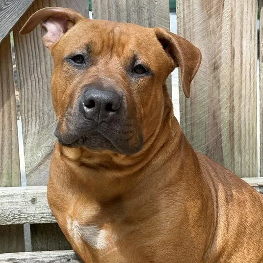 A young medium-sized male Brown / Chocolate Pit Bull Terrier dog named Scooby for adoption in Dayton, OH