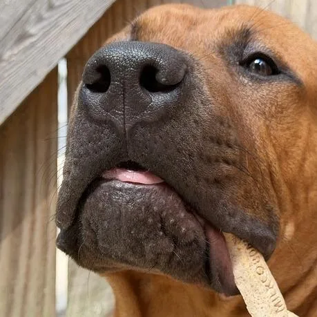 Scooby thumbnail 3
