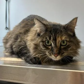 An adult medium-sized female Gray / Blue / Silver Domestic Short Hair cat named Ruby for adoption in Durango, CO