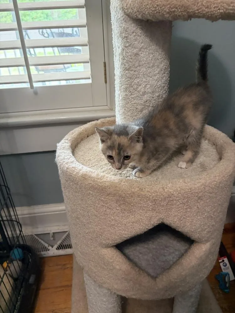 A baby small-sized female Domestic Short Hair cat named Heather Jn for adoption in Greenville, SC