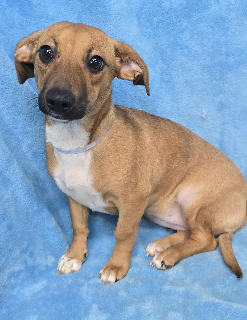 A baby small-sized female Golden Chihuahua dog named Exaggerator for adoption in New York, NY