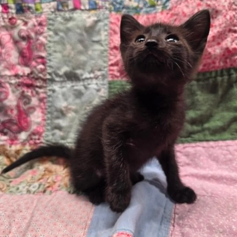 A baby small-sized male Black Domestic Short Hair cat named Leo for adoption in Bastrop, TX
