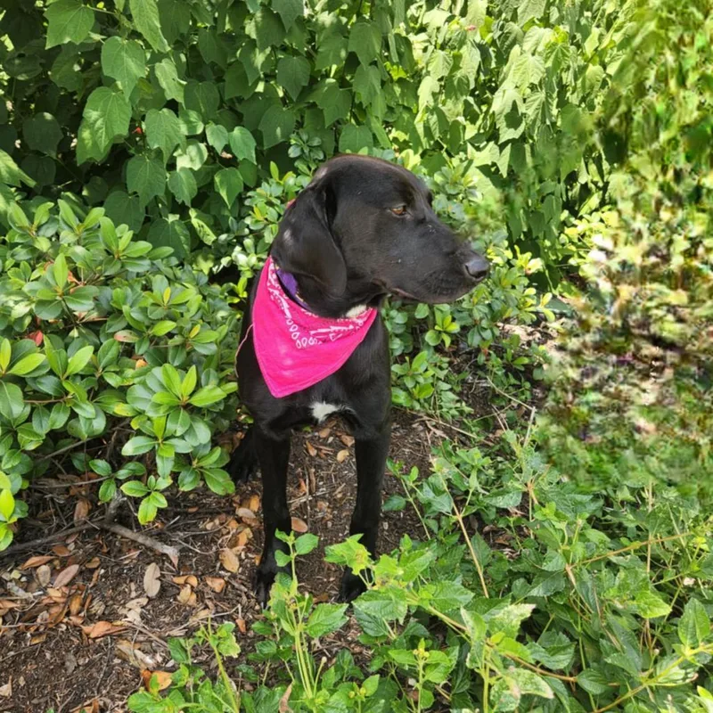 Bonnie Jum thumbnail 6