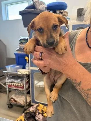 A baby small-sized female Mixed Breed dog named Roo for adoption in Beatrice, NE