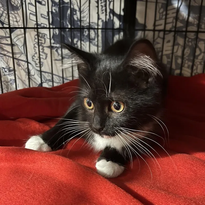 A baby small-sized female Black Domestic Short Hair cat named Millie for adoption in Waldorf, MD