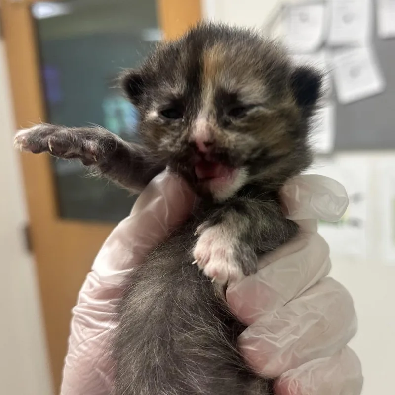 A baby small-sized female Tortoiseshell Domestic Medium Hair cat named Honey Boo Boo for adoption in Charleston, WV