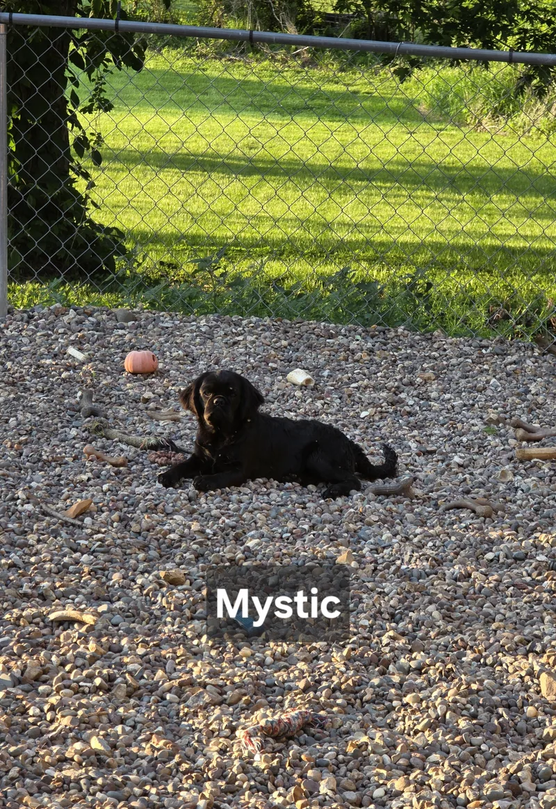 A baby small-sized female Black Cocker Spaniel dog named Mystic for adoption in Wever, IA