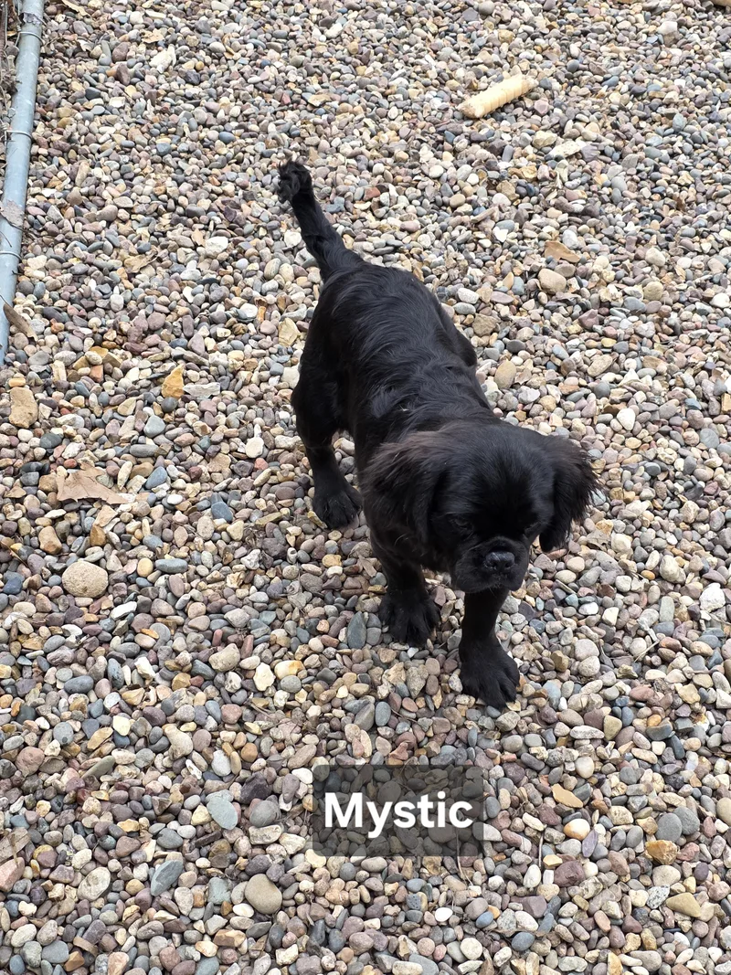 Mystic thumbnail 2