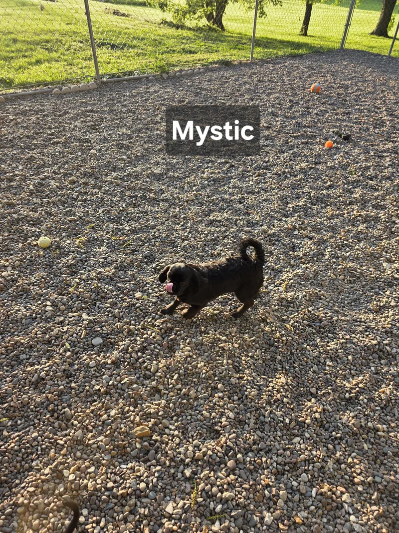 Mystic thumbnail 5