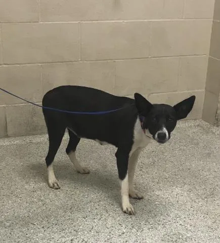 A young medium-sized female Labrador Retriever dog named Juniper for adoption in Conroe, TX