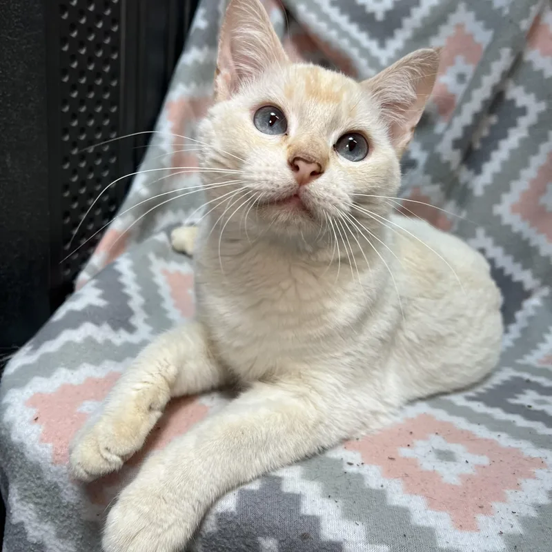 A young medium-sized male Flame Point Siamese cat named Abe for adoption in Fairmont, MN