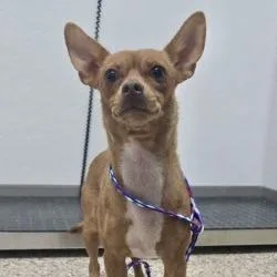 An adult small-sized female Yellow / Tan / Blond / Fawn Chihuahua dog named Calypso for adoption in Bullhead City, AZ
