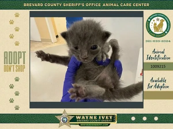A baby small-sized male Domestic Short Hair cat named Burrito for adoption in Melbourne, FL