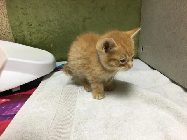 A baby small-sized male Domestic Short Hair cat named Denim for adoption in Riverside, CA