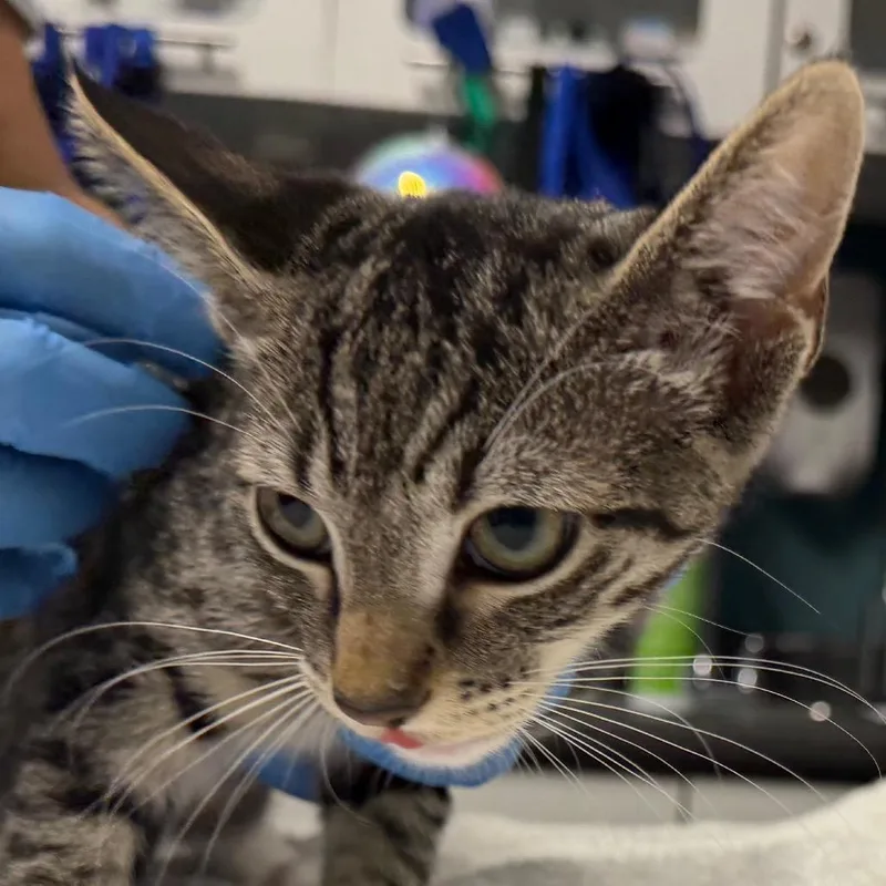 A baby small-sized female Black Domestic Short Hair cat named Rue for adoption in Providence, RI