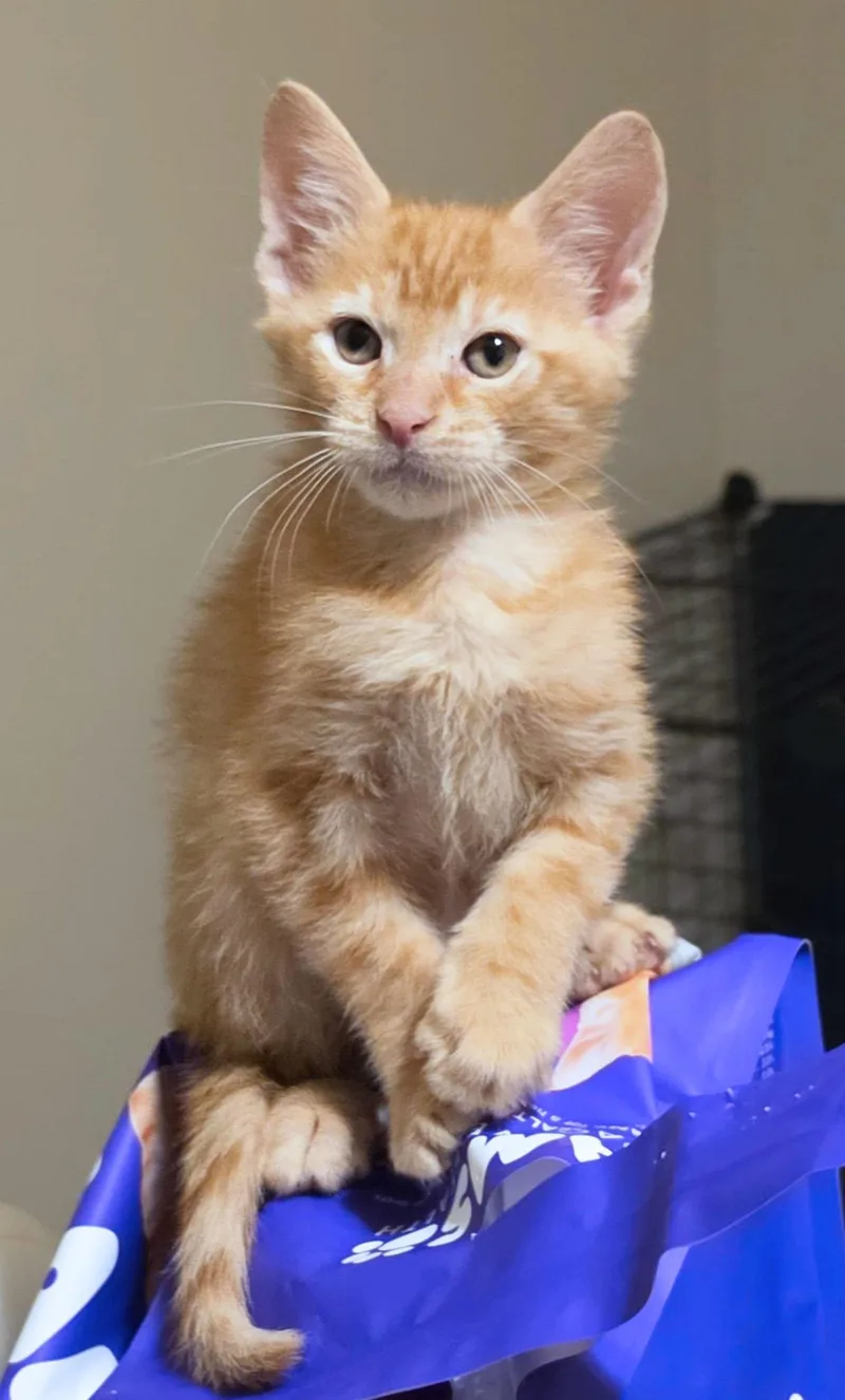 A baby medium-sized male Tabby (Orange / Red) Domestic Short Hair cat named Toulouse for adoption in Kansas City, KS