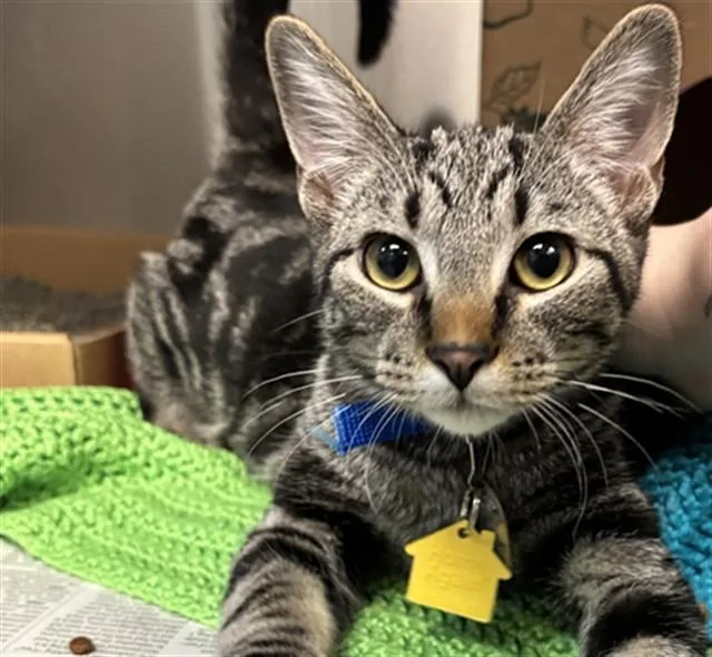A baby small-sized male Domestic Short Hair cat named Starburst for adoption in St. Louis, MO