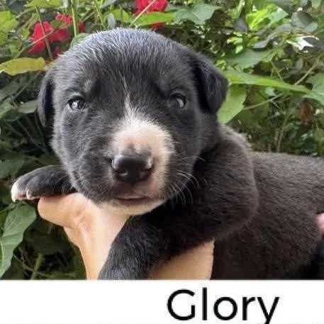 Glory