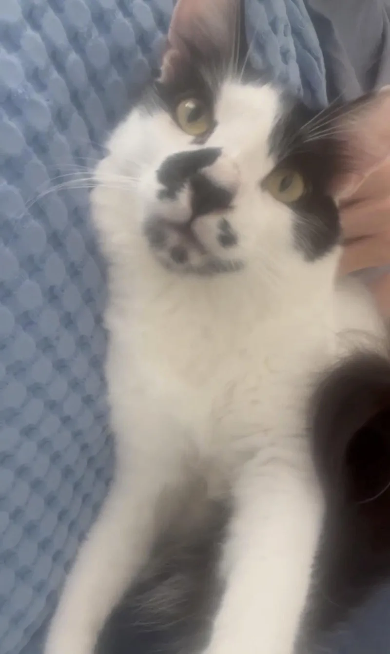 An adult medium-sized male Black & White / Tuxedo Domestic Short Hair cat named Jules for adoption in Riverside, CA