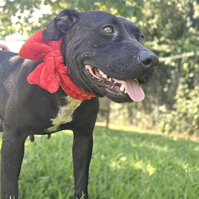 An adult medium-sized female Black Mixed Breed dog named Brooklyn for adoption in Chattanooga, TN