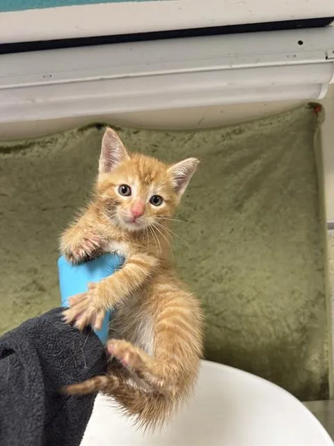 A baby small-sized male Domestic Short Hair cat named Mason for adoption in Riverside, CA