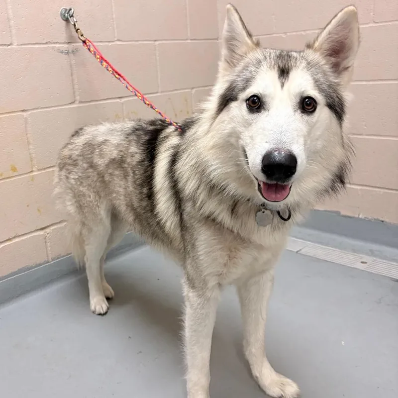 An adult large-sized male Husky dog named Kabuto for adoption in Tacoma, WA