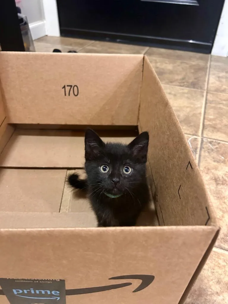 A baby medium-sized female Domestic Short Hair cat named Gwendolyn for adoption in Minot, ND