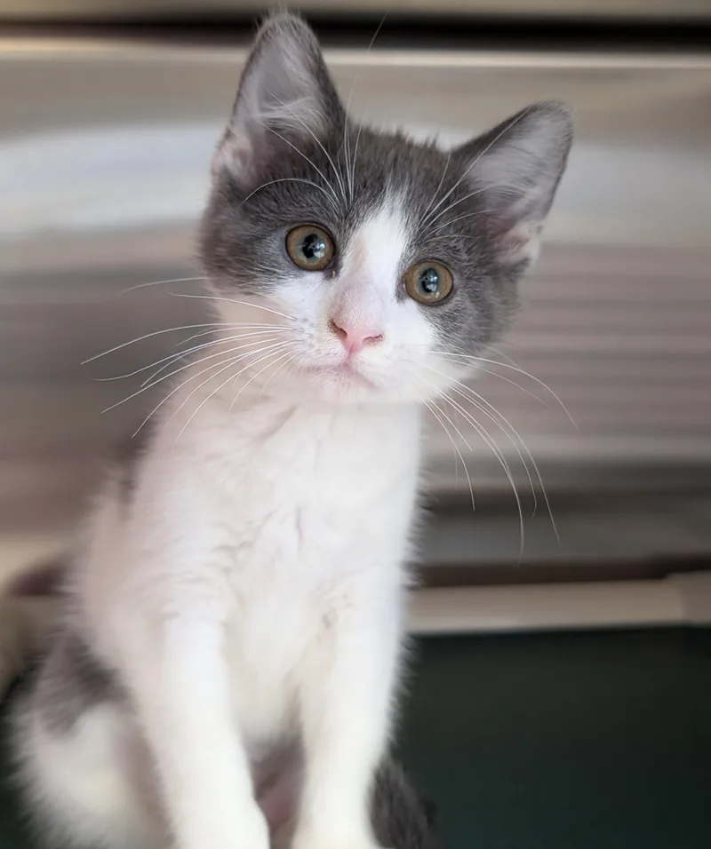 A baby medium-sized female Domestic Short Hair cat named Soy Sauce for adoption in Jefferson, WI