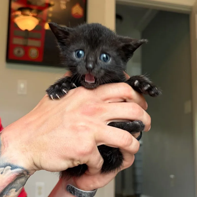 A baby small-sized female Black Domestic Short Hair cat named Kiwi for adoption in Mount Juliet, TN