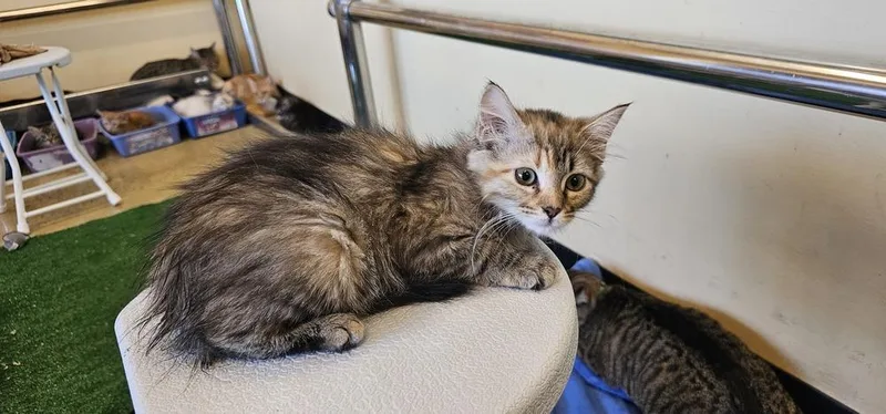 A baby small-sized female Calico cat named Gala for adoption in Powder Springs, GA