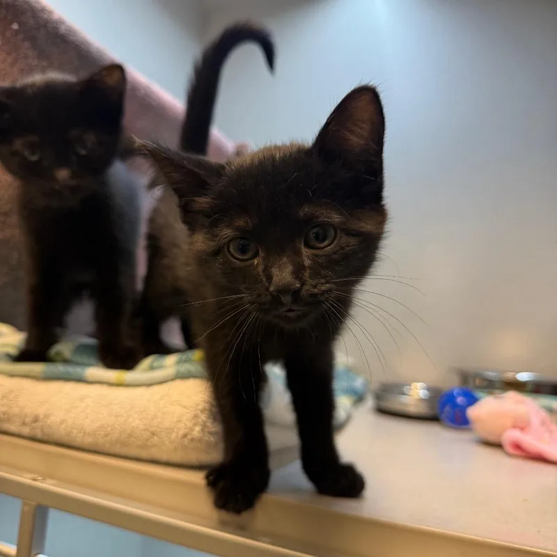 A baby small-sized female Domestic Medium Hair cat named Balsamic for adoption in Pittsburgh, PA