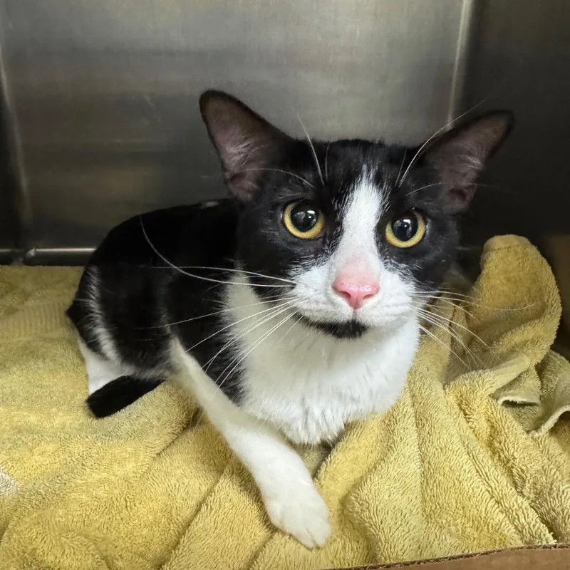 An adult medium-sized female Domestic Short Hair cat named Tofu for adoption in Waukesha, WI