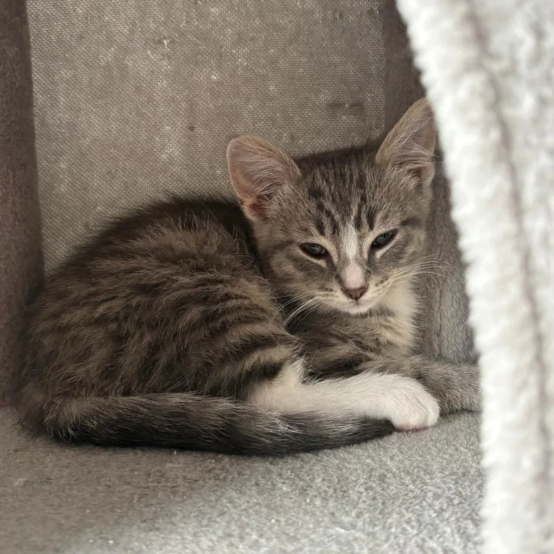 A young medium-sized male Tabby (Gray / Blue / Silver) Domestic Short Hair cat named Oxford for adoption in Evanston, IL