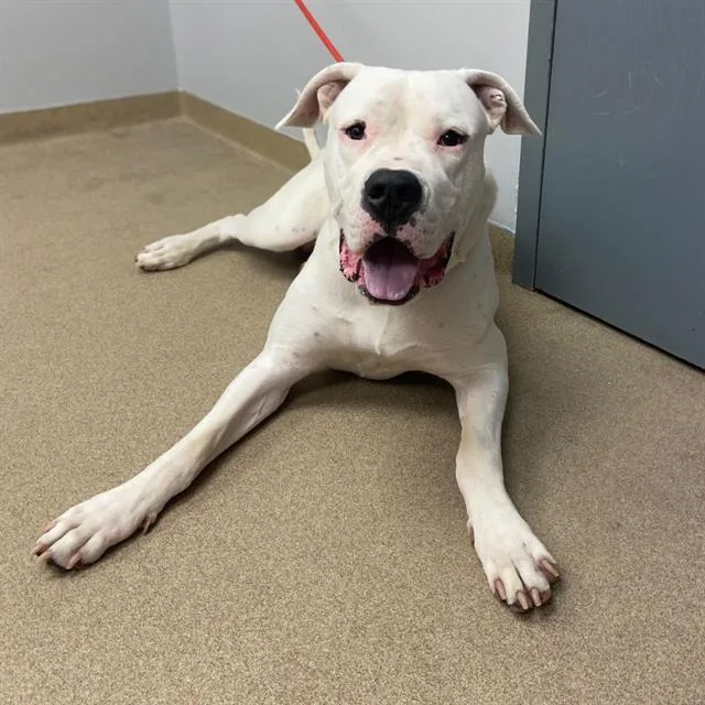 A young large-sized male Dogo Argentino dog named Hugo for adoption in Aurora, CO