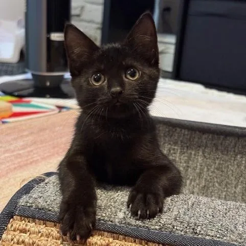 A baby small-sized female Tortoiseshell Domestic Short Hair cat named Sinnoh for adoption in Jacksonville, FL