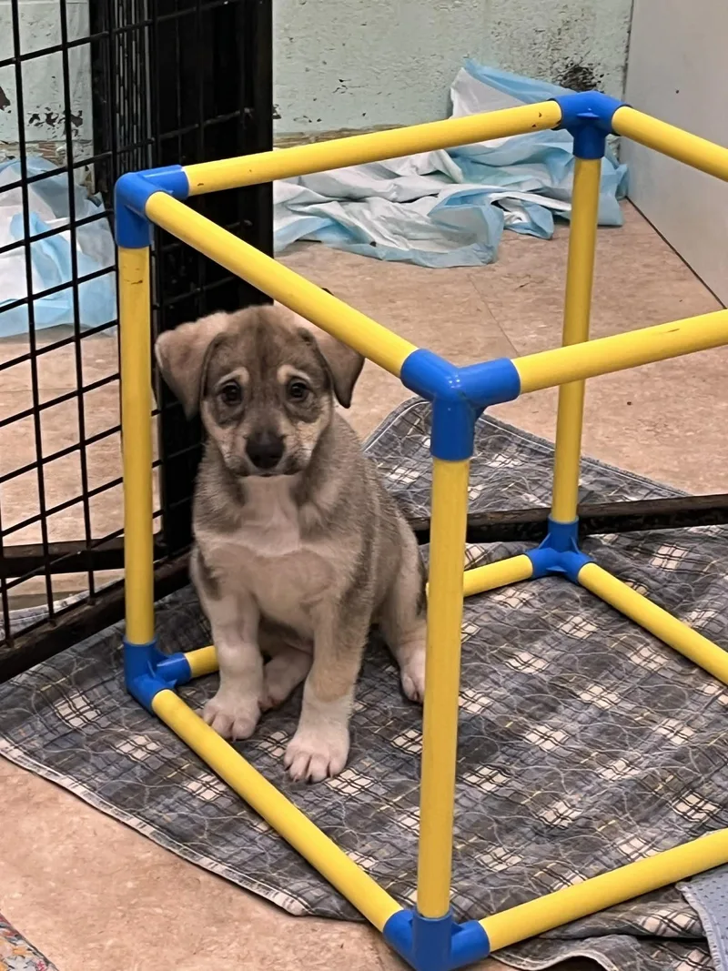 A baby large-sized male German Shepherd Dog dog named Bellagio for adoption in Salisbury, MD