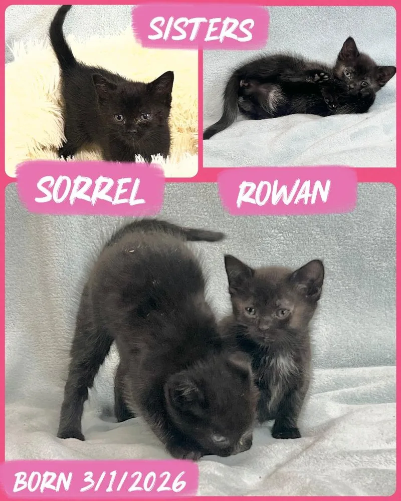 A baby small-sized female Domestic Short Hair cat named Rowan & Sorrel for adoption in LIberty, NY