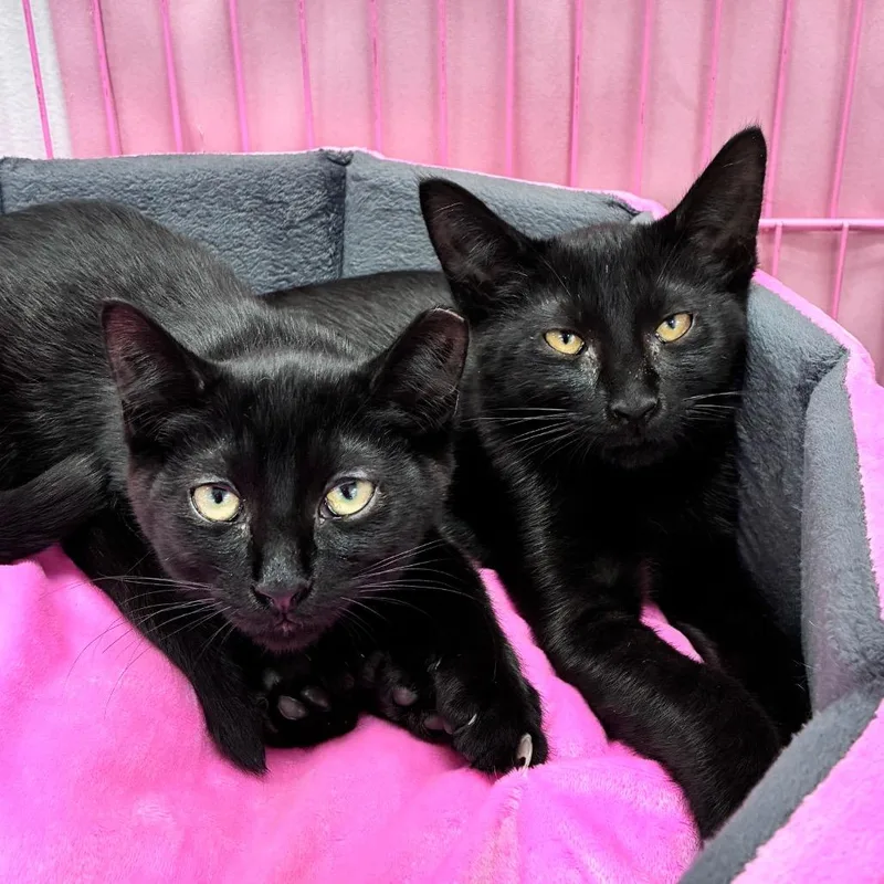 A baby small-sized male Black Domestic Short Hair cat named Kettle Corn for adoption in Dayton, OH