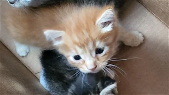 A baby medium-sized male Domestic Medium Hair cat named Virgo for adoption in Dallas, TX