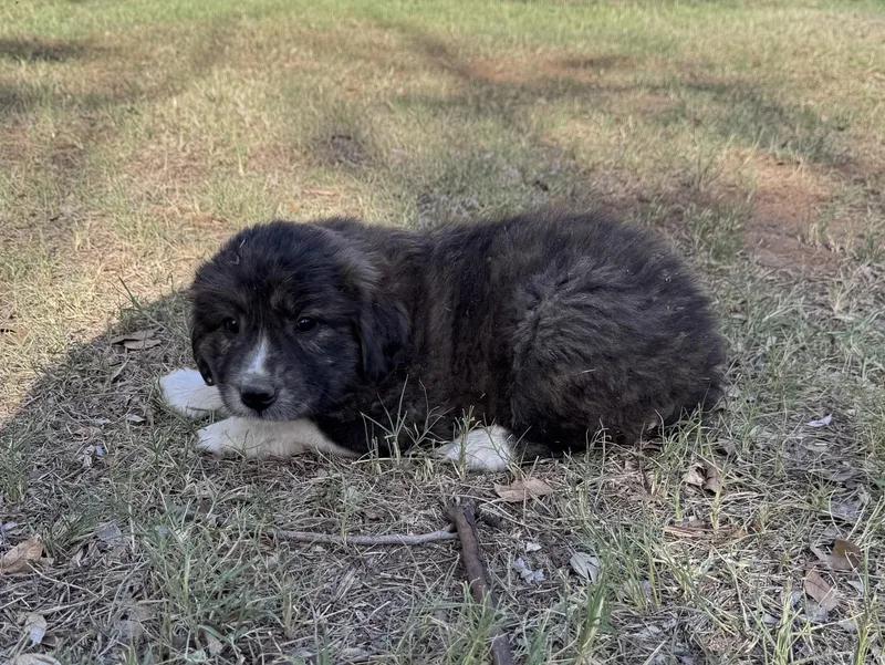 A baby large-sized male Tricolor (Brown, Black, & White) Great Pyrenees dog named Dallas for adoption in Rochester, TX