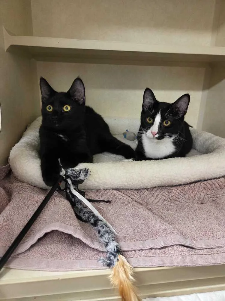 A baby medium-sized male Domestic Short Hair cat named Leonardo for adoption in Elmsford, NY