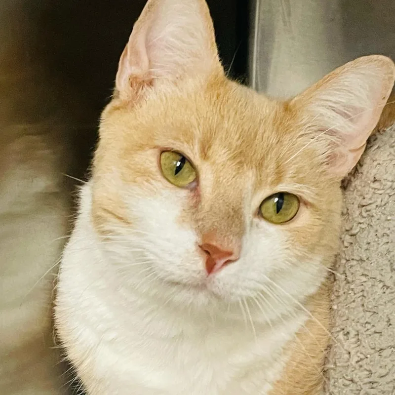 An adult extra large-sized male Buff / Tan / Fawn Domestic Short Hair cat named Thomas for adoption in Columbia Station, OH